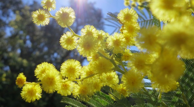 mimosa-tanneron-jaune-flocon