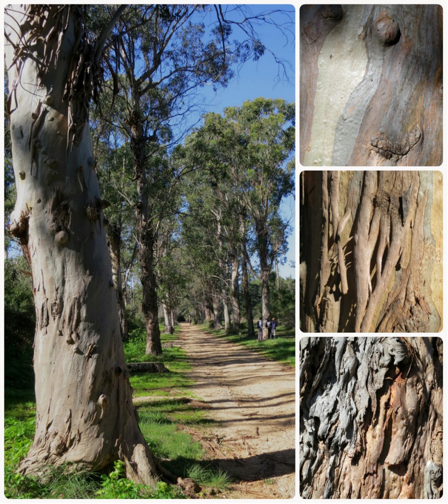 cannes-lerins-eucalyptus-marguerite