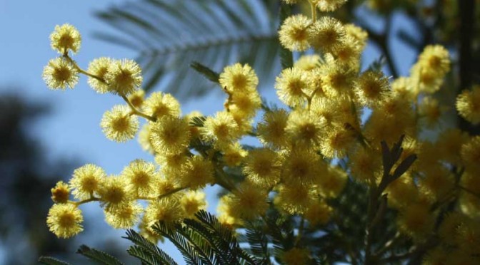 Le mimosa : l’or jaune de la Côte d’Azur